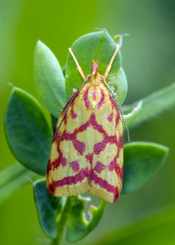 Hypercallia citrinalis, Elachistidae